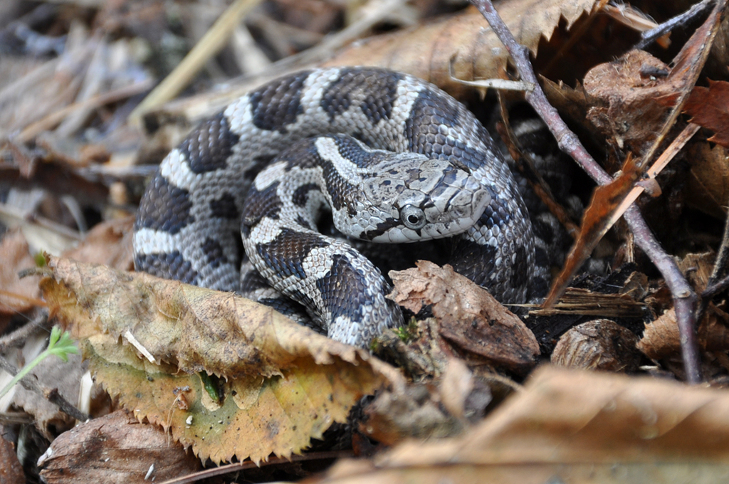 Pantherophis spiloides (Gray rat snake) - Michigan Natural Features  Inventory