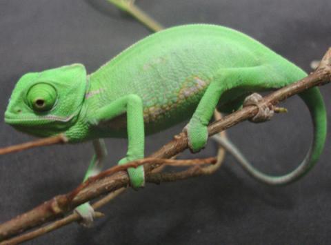 Chamaeleo calyptratus 'Veiled Chameleon' Sub-Adult-veiled ch