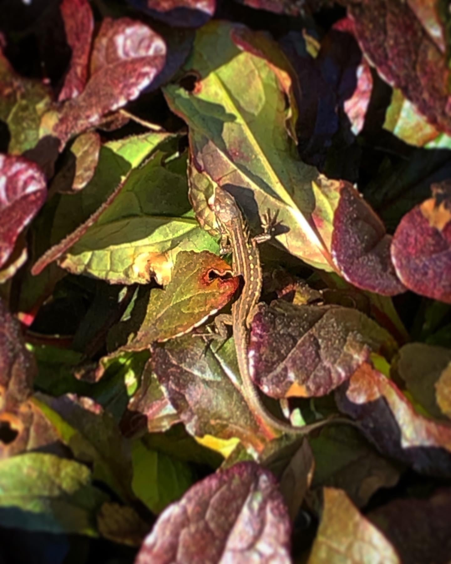 Northern Italian Wall Lizard (Podarcis siculus campestris)…