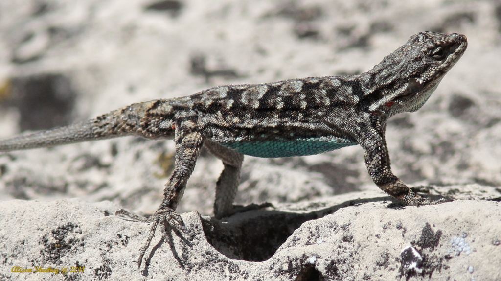 Blue Belly Lizard Animal Facts  Sceloporus occidentalis - A-Z Animals